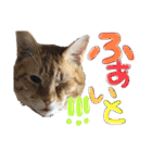 9393STAMP（個別スタンプ：40）