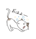 使いやすい！まろまゆねこ（個別スタンプ：5）