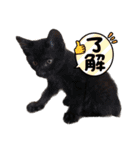 三毛猫ラムと黒虎猫ジンのスタンプ 仔猫編（個別スタンプ：3）