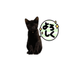 三毛猫ラムと黒虎猫ジンのスタンプ 仔猫編（個別スタンプ：7）
