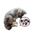 三毛猫ラムと黒虎猫ジンのスタンプ 仔猫編（個別スタンプ：12）