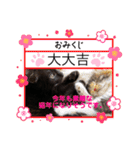 三毛猫ラムと黒虎猫ジンのスタンプ 仔猫編（個別スタンプ：31）