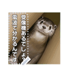 かわいくない嘘をつくかわいくないカワウソ（個別スタンプ：18）