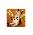 haumoppet（個別スタンプ：6）