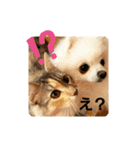 haumoppet（個別スタンプ：8）