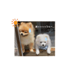 haumoppet（個別スタンプ：9）