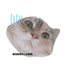 haumoppet（個別スタンプ：11）