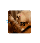 haumoppet（個別スタンプ：12）