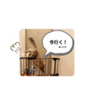 haumoppet（個別スタンプ：13）