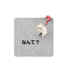 haumoppet（個別スタンプ：15）