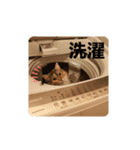 haumoppet（個別スタンプ：18）