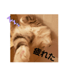 haumoppet（個別スタンプ：20）