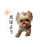 愛犬のハナちゃん❤︎（個別スタンプ：1）