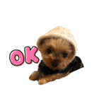 愛犬のハナちゃん❤︎（個別スタンプ：3）