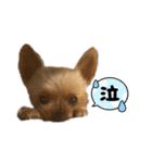 愛犬のハナちゃん❤︎（個別スタンプ：4）