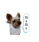 愛犬のハナちゃん❤︎（個別スタンプ：5）