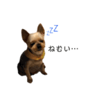 愛犬のハナちゃん❤︎（個別スタンプ：6）