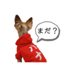 愛犬のハナちゃん❤︎（個別スタンプ：7）