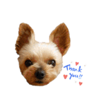 愛犬のハナちゃん❤︎（個別スタンプ：8）