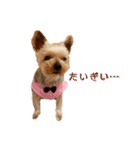 愛犬のハナちゃん❤︎（個別スタンプ：11）