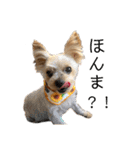 愛犬のハナちゃん❤︎（個別スタンプ：12）