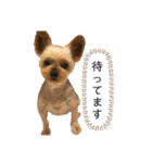 愛犬のハナちゃん❤︎（個別スタンプ：14）
