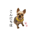 愛犬のハナちゃん❤︎（個別スタンプ：15）