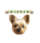 愛犬のハナちゃん❤︎（個別スタンプ：16）