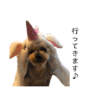 愛犬のハナちゃん❤︎（個別スタンプ：17）