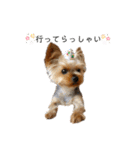 愛犬のハナちゃん❤︎（個別スタンプ：19）