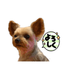 愛犬のハナちゃん❤︎（個別スタンプ：20）