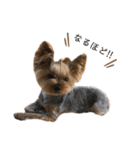 愛犬のハナちゃん❤︎（個別スタンプ：21）
