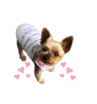 愛犬のハナちゃん❤︎（個別スタンプ：23）