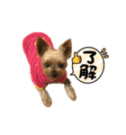 愛犬のハナちゃん❤︎（個別スタンプ：24）