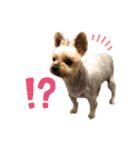 愛犬のハナちゃん❤︎（個別スタンプ：25）