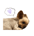 愛犬のハナちゃん❤︎（個別スタンプ：26）