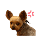 愛犬のハナちゃん❤︎（個別スタンプ：27）