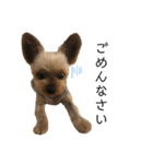 愛犬のハナちゃん❤︎（個別スタンプ：28）