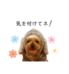 愛犬のハナちゃん❤︎（個別スタンプ：29）
