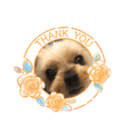 愛犬のハナちゃん❤︎（個別スタンプ：31）