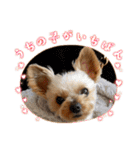 愛犬のハナちゃん❤︎（個別スタンプ：32）