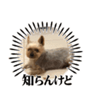 愛犬のハナちゃん❤︎（個別スタンプ：34）