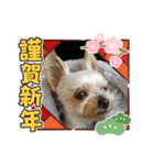 愛犬のハナちゃん❤︎（個別スタンプ：36）