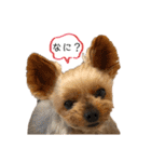 愛犬のハナちゃん❤︎（個別スタンプ：37）