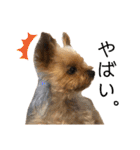 愛犬のハナちゃん❤︎（個別スタンプ：38）