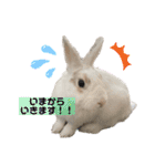 うさぎーず☆2（個別スタンプ：3）