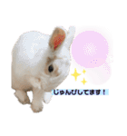 うさぎーず☆2（個別スタンプ：5）