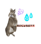 うさぎーず☆2（個別スタンプ：8）