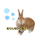 うさぎーず☆2（個別スタンプ：10）