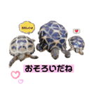 うさぎーず☆2（個別スタンプ：12）